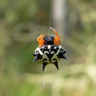 FEMALE