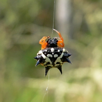 Austracantha minax