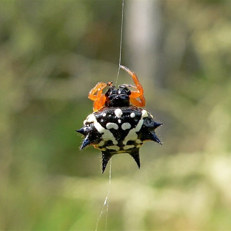 Austracantha minax