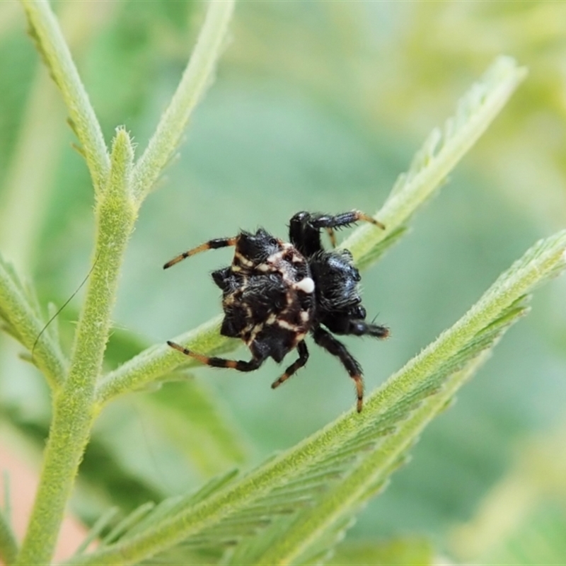 Austracantha minax