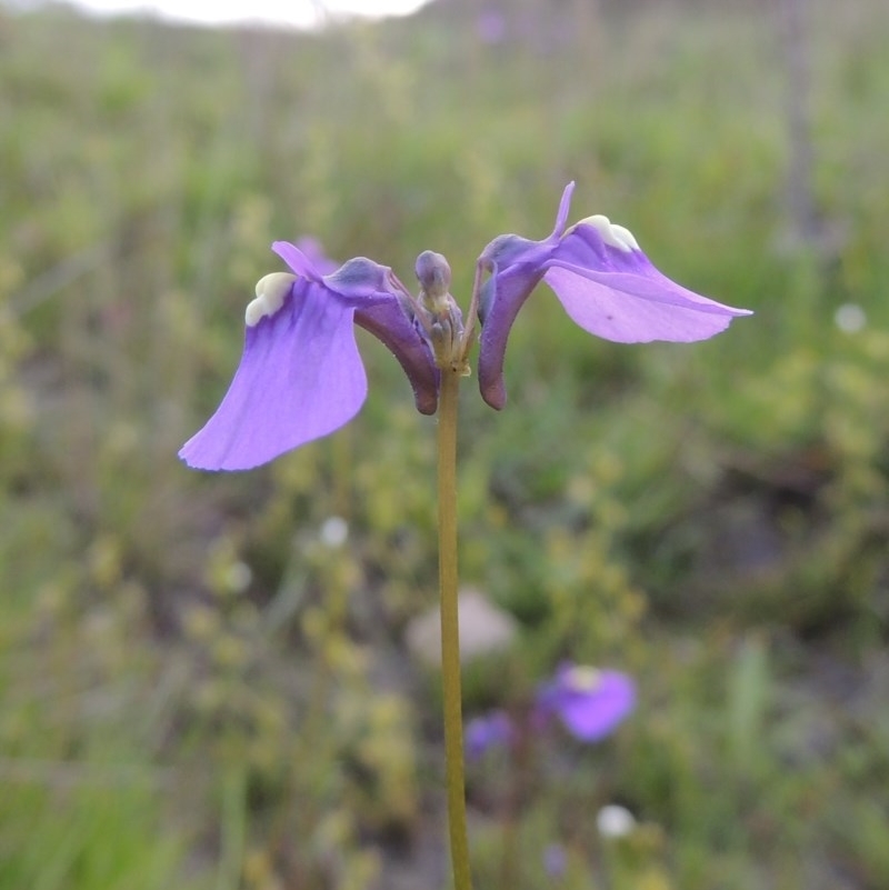 Utricularia dichotoma