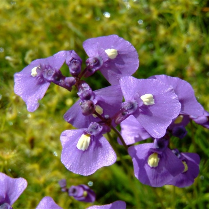 Utricularia dichotoma