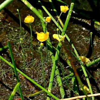 Leaves filamentous, not ferny