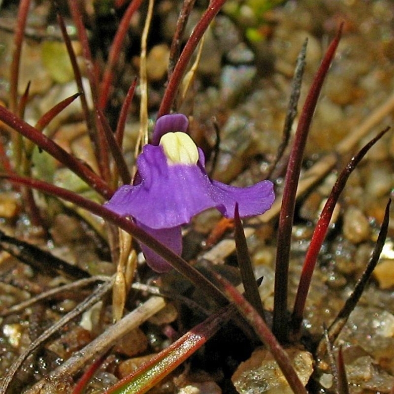 Utricularia dichotoma subsp. monanthos