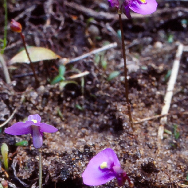 Utricularia dichotoma subsp. monanthos