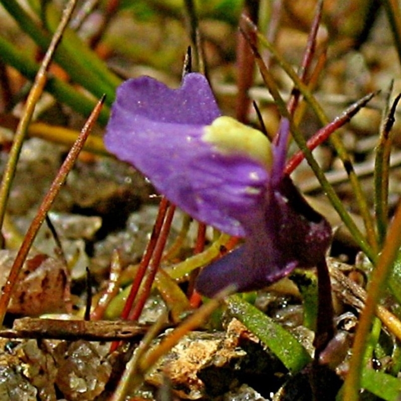 Utricularia dichotoma subsp. monanthos