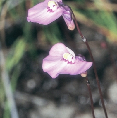 Utricularia uniflora