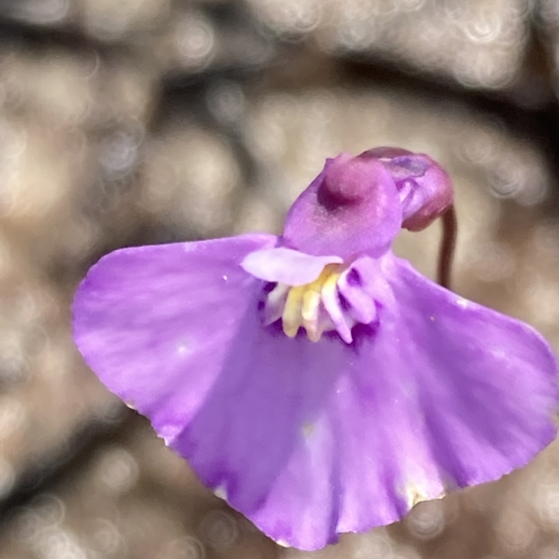 Utricularia uniflora