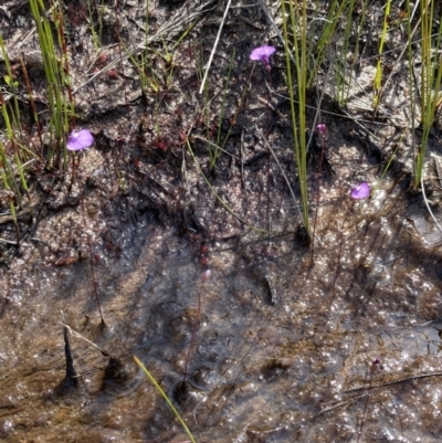 Utricularia uniflora