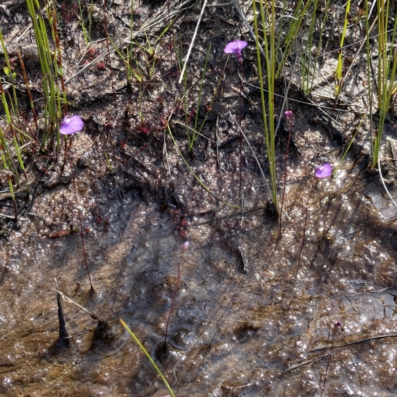 Utricularia uniflora