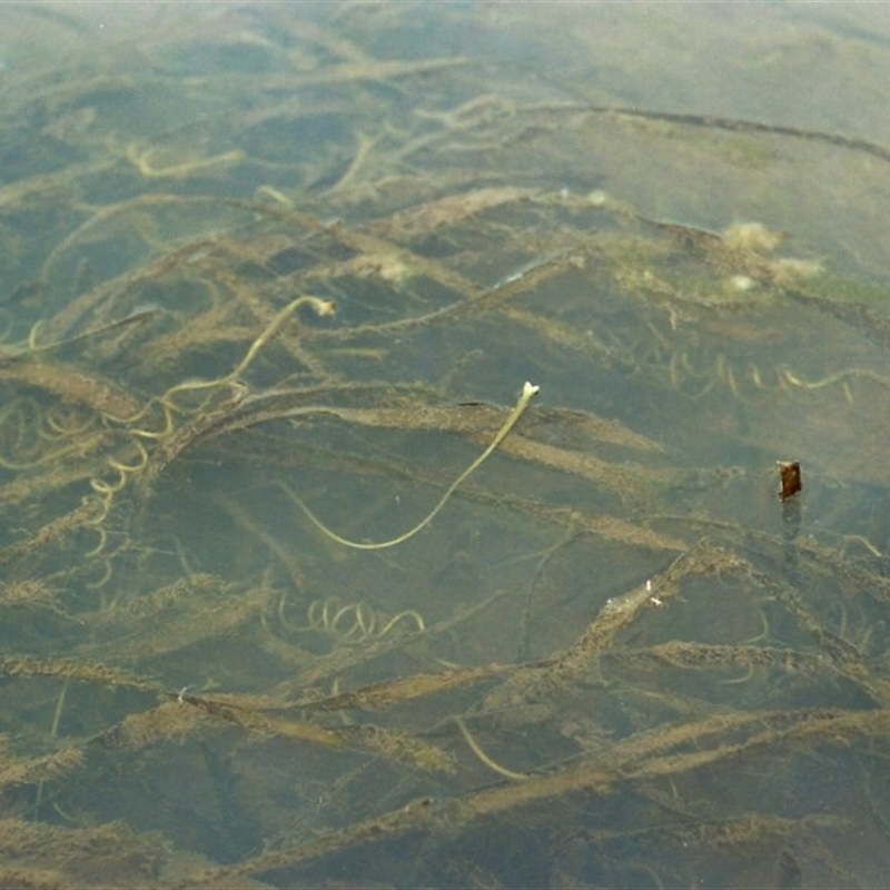 Vallisneria australis