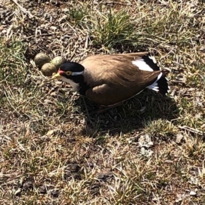 Vanellus tricolor