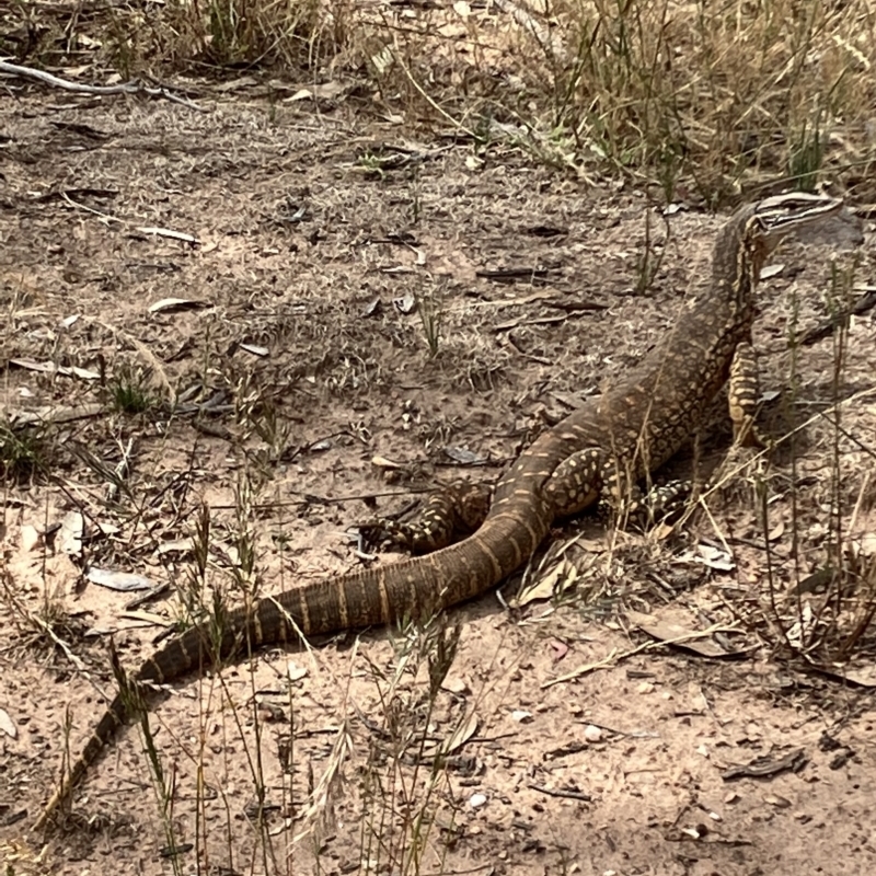 Varanus gouldii