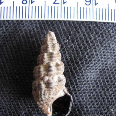 Velacumantus australis - Batehaven 2010 (D. Dedenczuk)