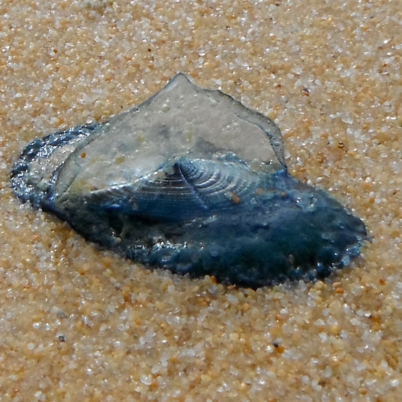 Velella velella