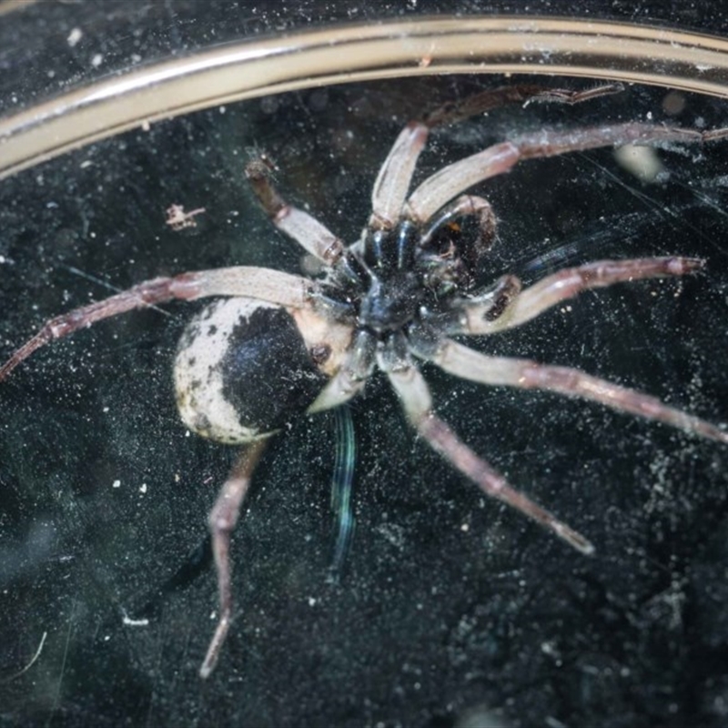 this ventral view shows the large black blotch on the ventral side of the abdomen, a distinguishing feature of this species