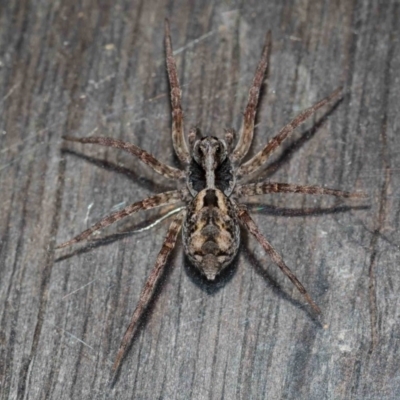 another individual showing the pattern of triangular blotches on the abdomen