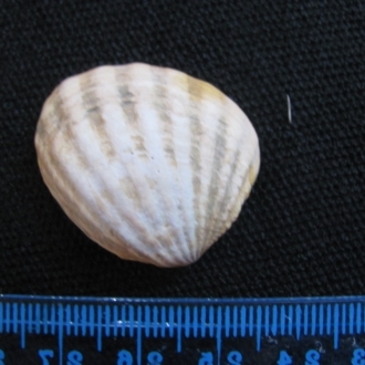 Black River Beach, Tasmania (D. Dedenczuk)