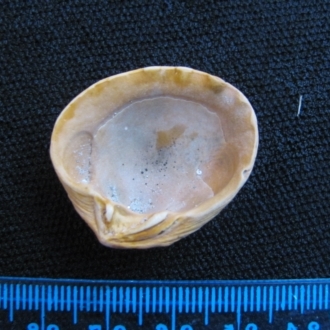 Black River Beach, Tasmania (D. Dedenczuk)