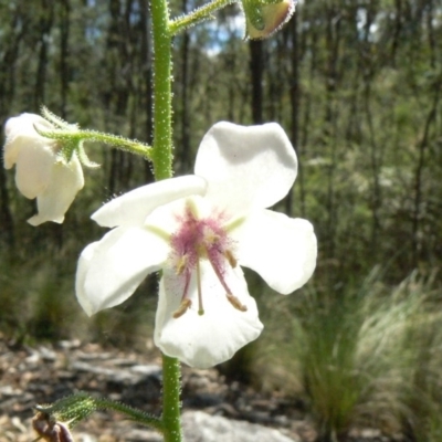 Verbascum blattaria