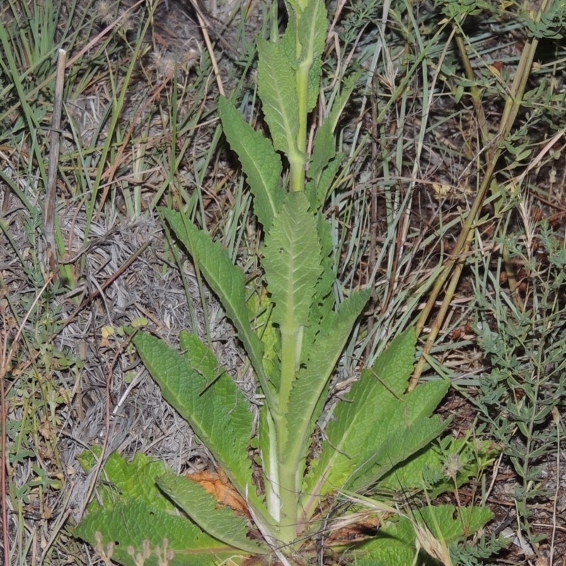 Verbascum virgatum