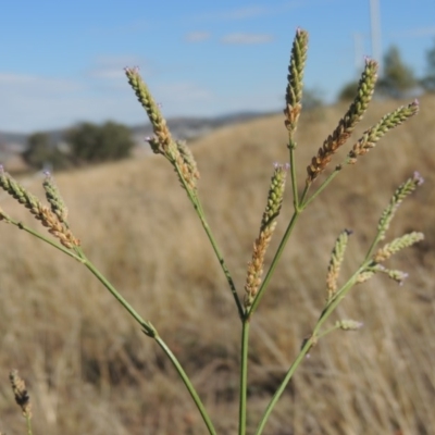 Verbena caracasana