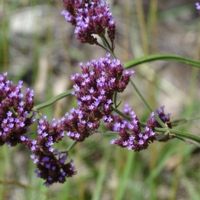 Verbena incompta