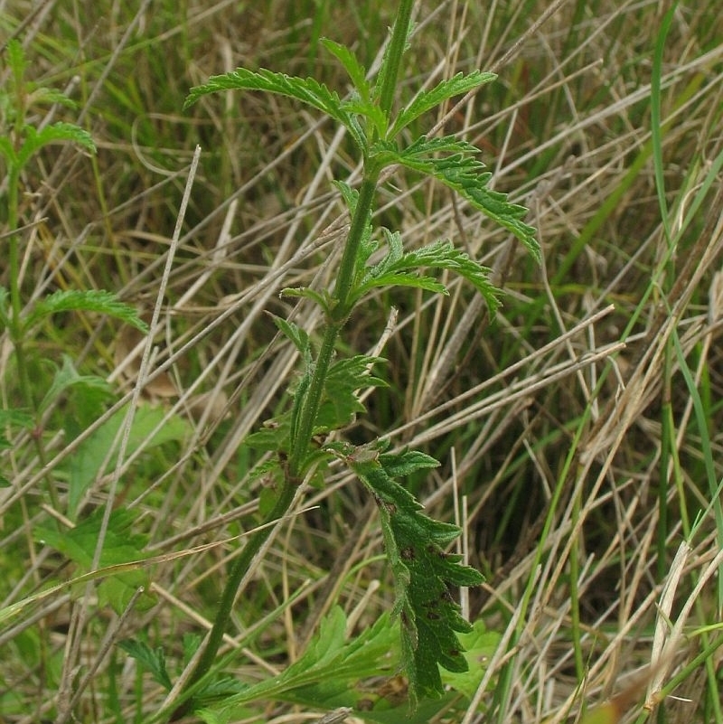 Verbena officinalis