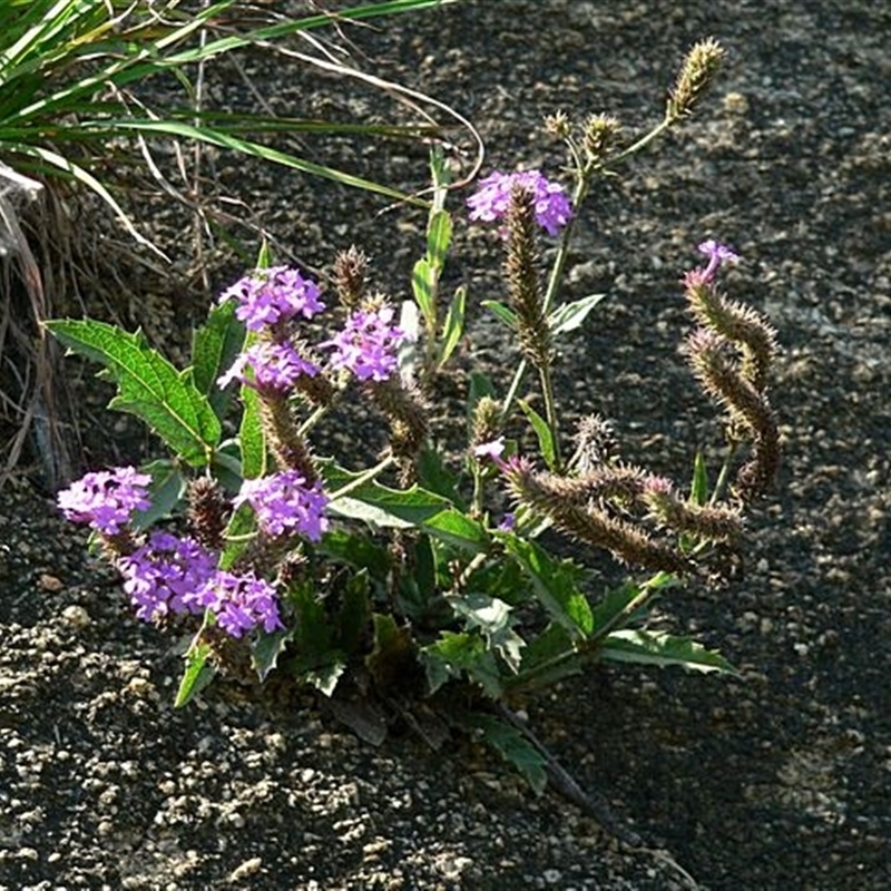 Verbena rigida