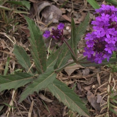 Verbena rigida