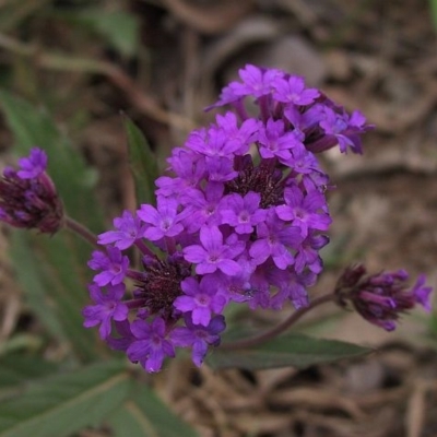 Verbena rigida