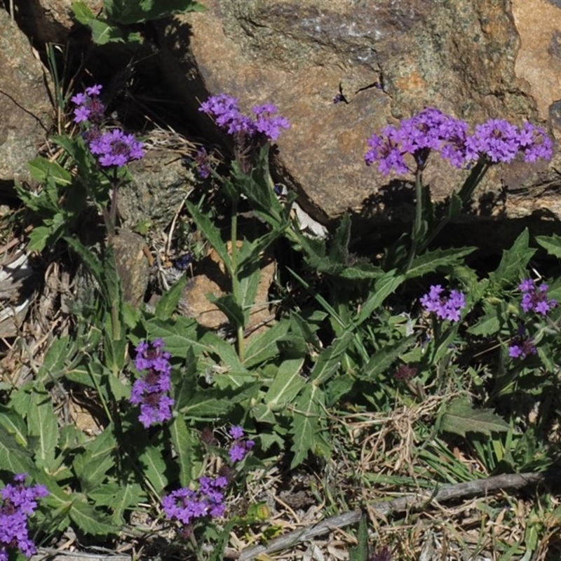 Verbena rigida var. rigida