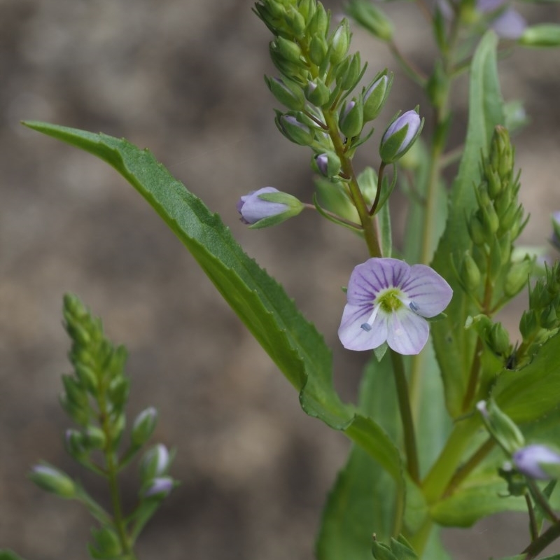 Veronica anagallis-aquatica