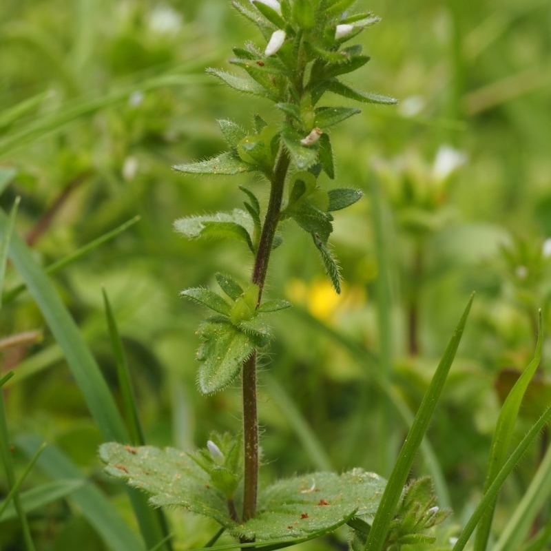 Veronica arvensis