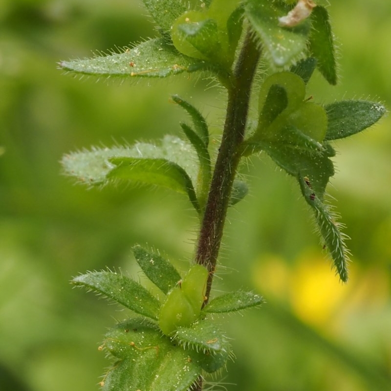 Veronica arvensis