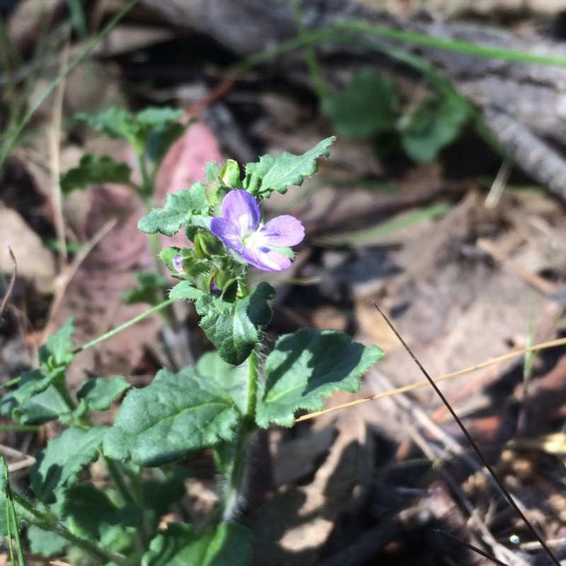 Veronica calycina