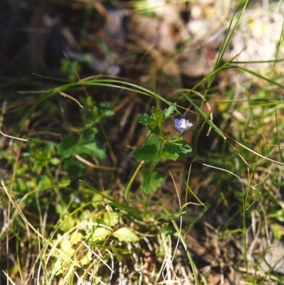 Veronica calycina