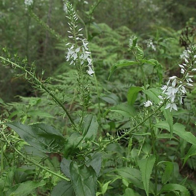 Veronica derwentiana subsp. derwentiana