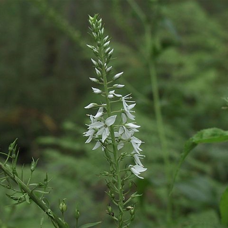 Veronica derwentiana subsp. derwentiana