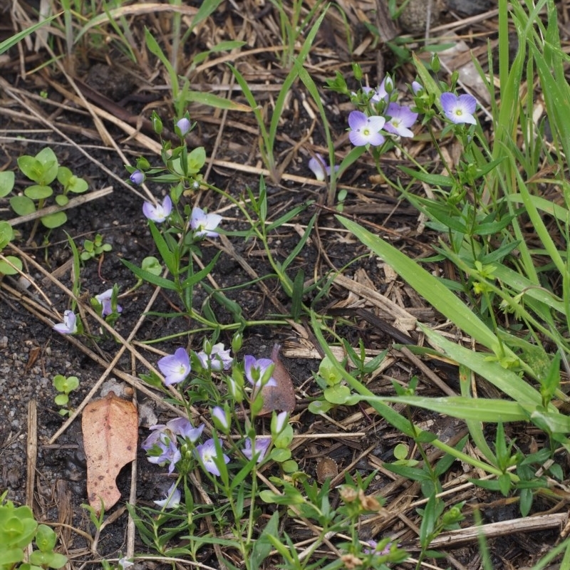 Veronica gracilis