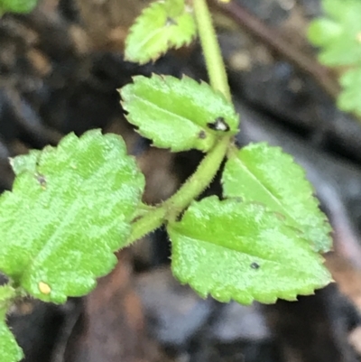 Veronica grosseserrata