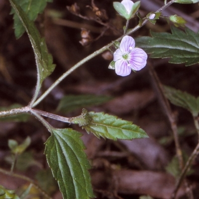 Veronica notabilis