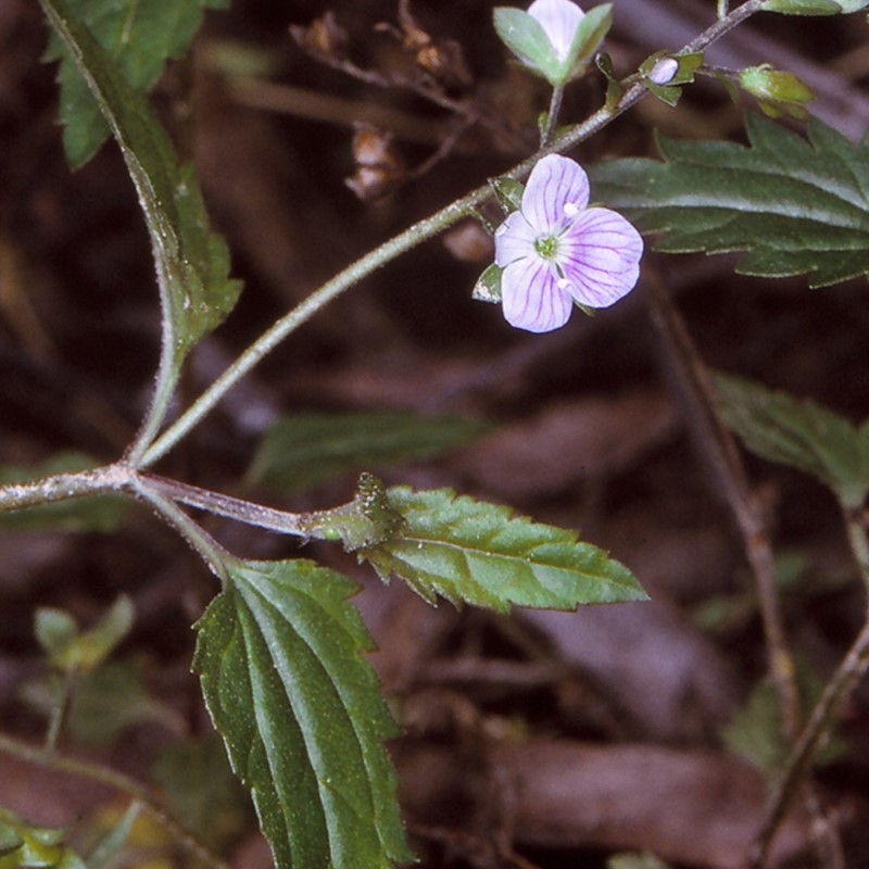 Veronica notabilis