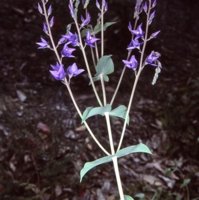 Veronica perfoliata