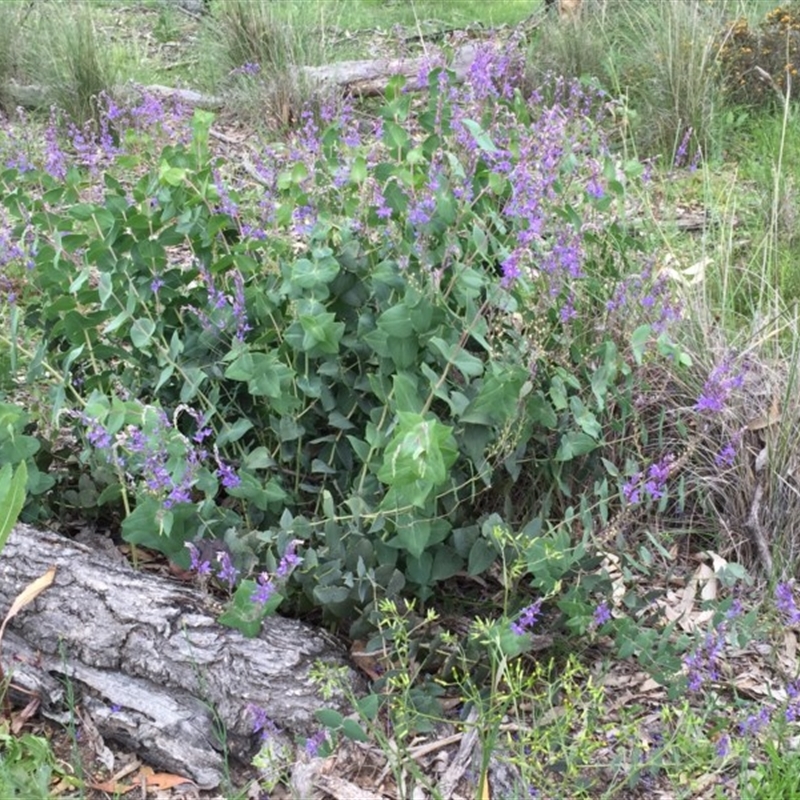 Veronica perfoliata