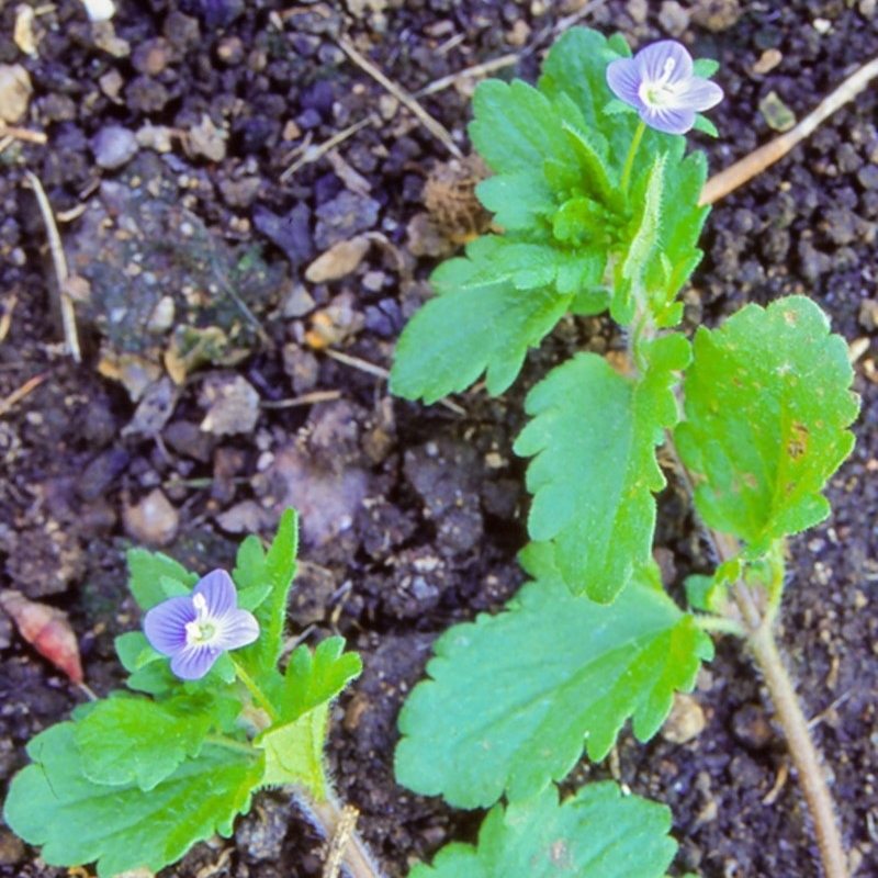 Veronica persica