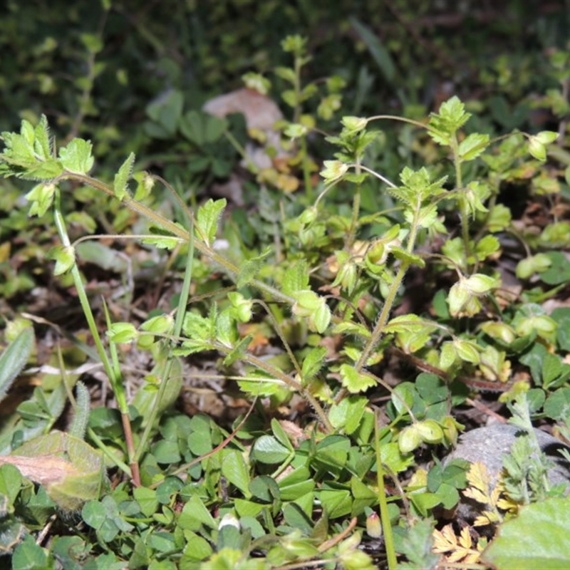 Veronica persica