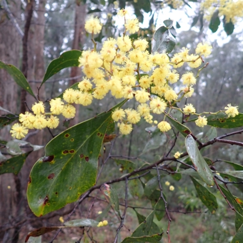 Acacia pedina