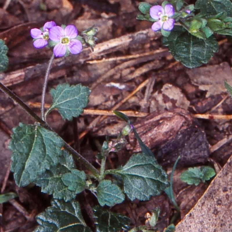 Veronica plebeia