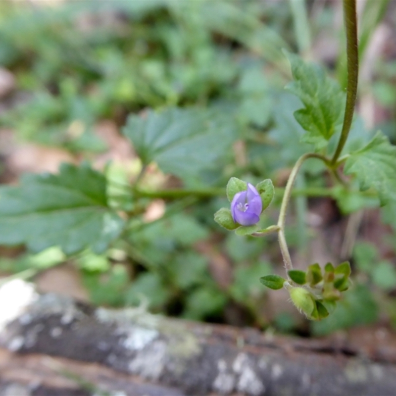 Veronica plebeia